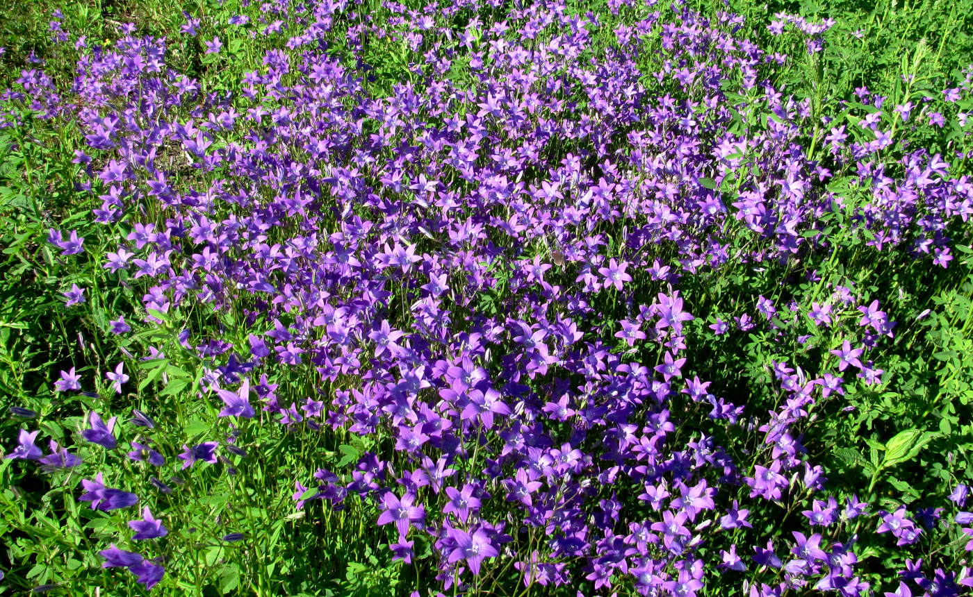 Изображение особи Campanula patula.