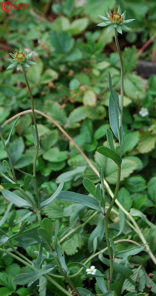 Image of Gaillardia aristata specimen.