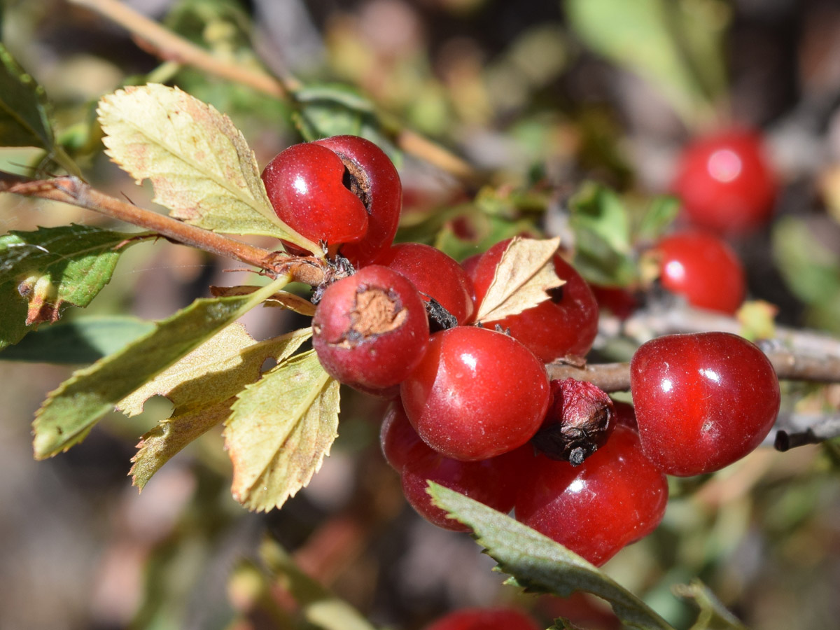 Image of Cerasus tianshanica specimen.