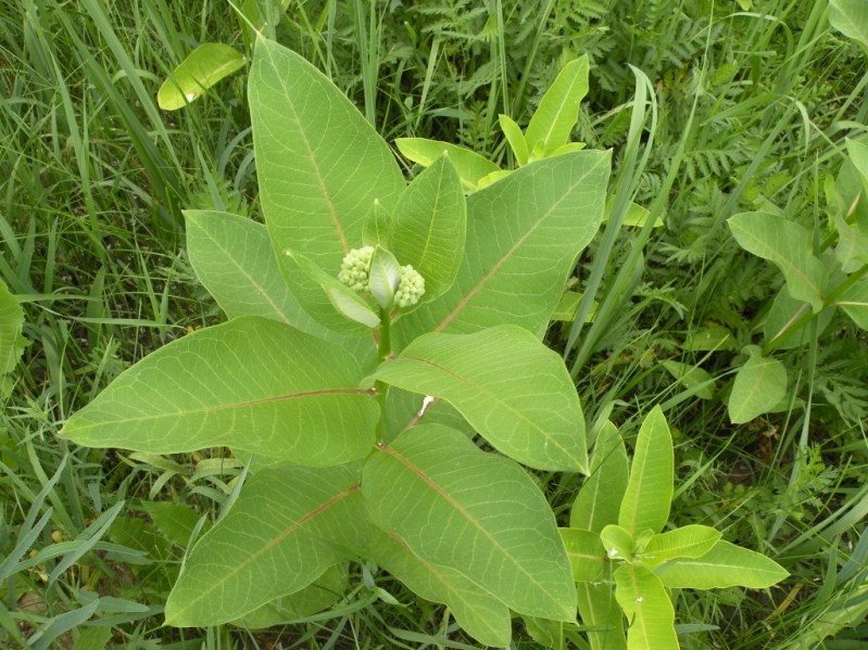 Изображение особи Asclepias syriaca.