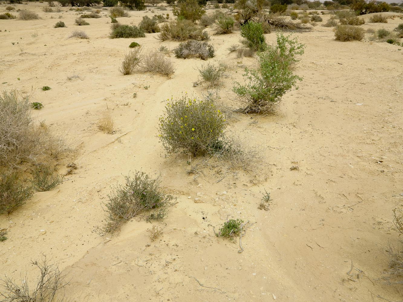 Image of Helianthemum sancti-antonii specimen.