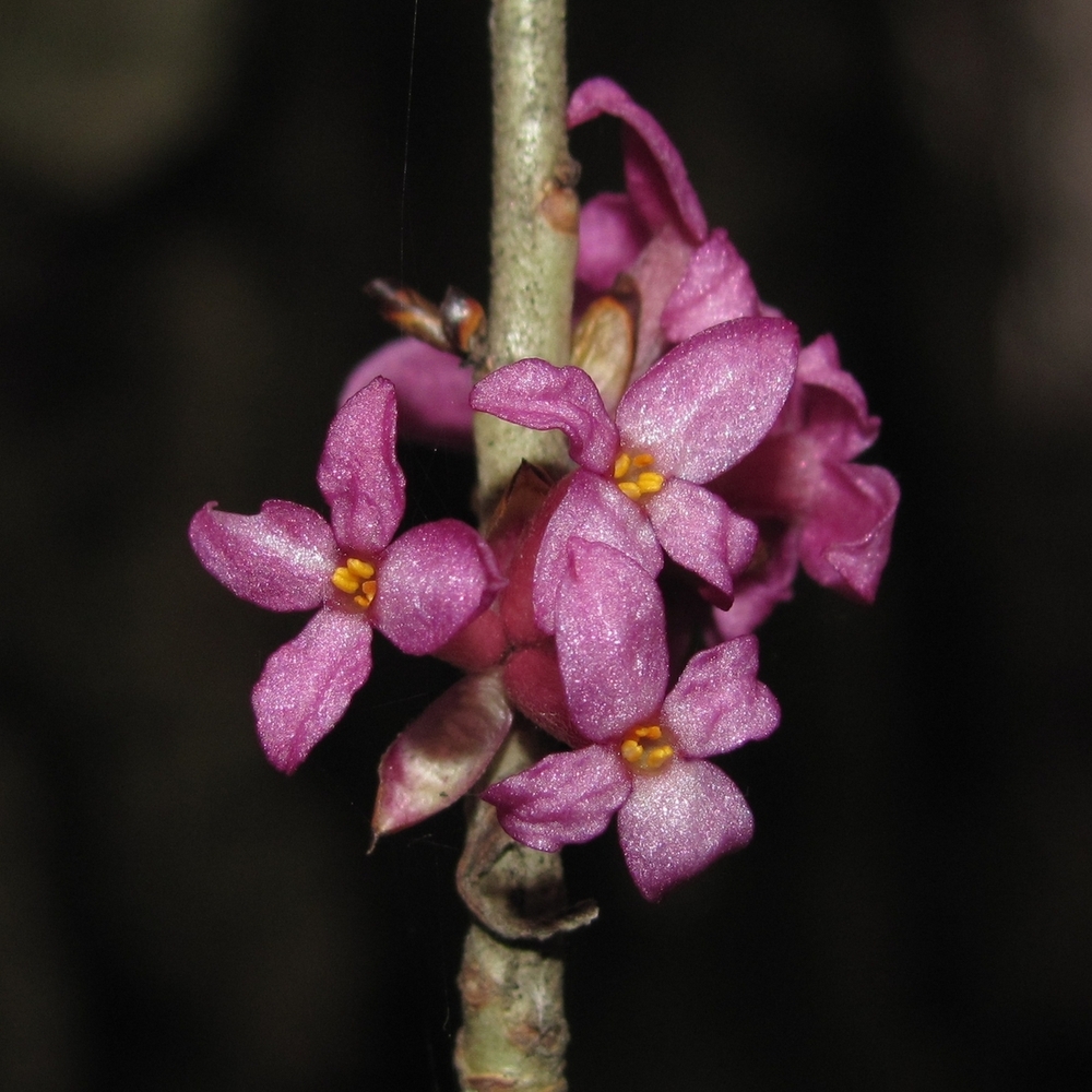 Изображение особи Daphne mezereum.