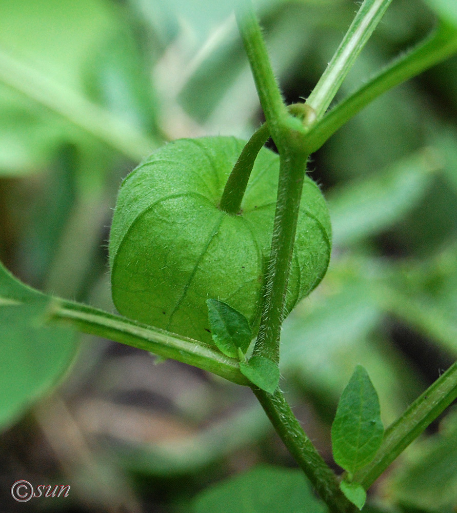 Image of Alkekengi officinarum specimen.