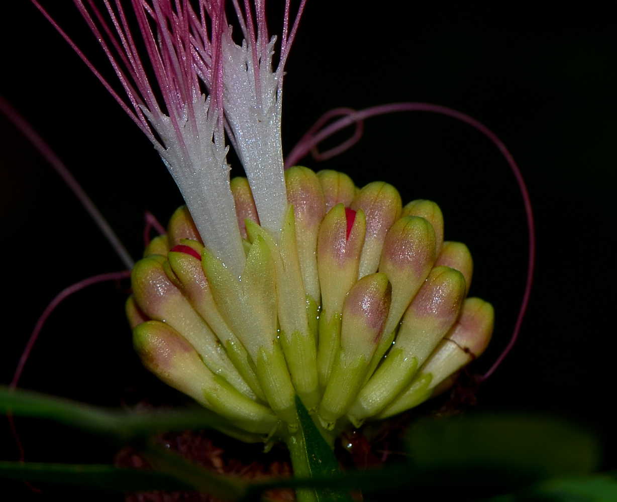 Изображение особи Calliandra haematocephala.