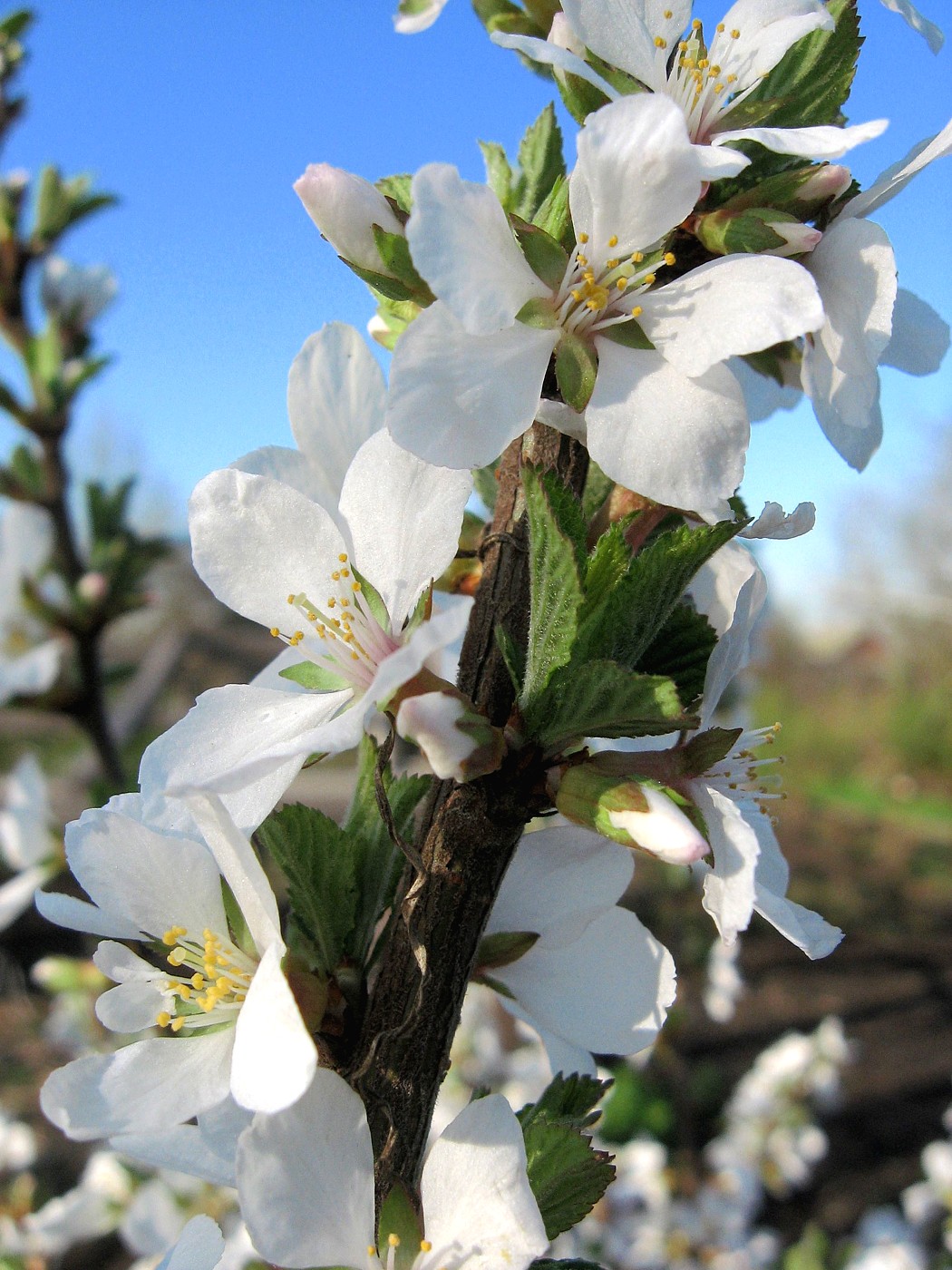 Изображение особи Cerasus tomentosa.