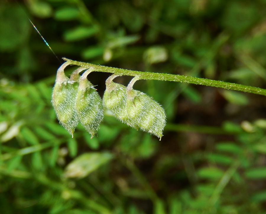 Image of Vicia hirsuta specimen.