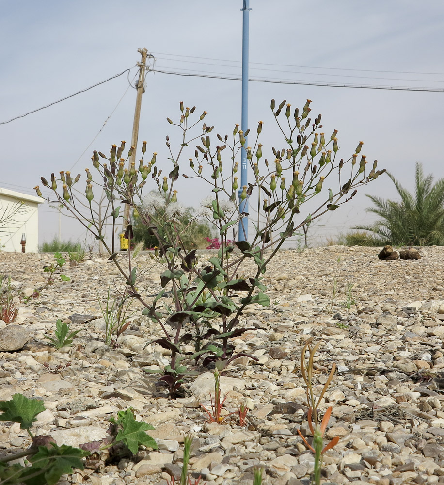 Image of Senecio flavus specimen.