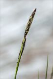 genus Carex. Верхушка побега с соцветиями. Мурманская обл., Кандалакшский р-н, галечно-песчаный берег оз. Ориярви. 19.06.2015.