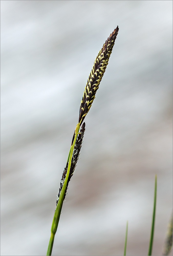 Image of genus Carex specimen.