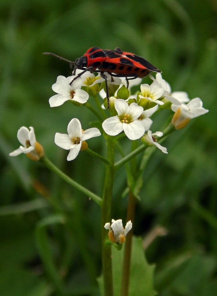 Image of Calepina irregularis specimen.