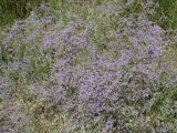 Limonium myrianthum