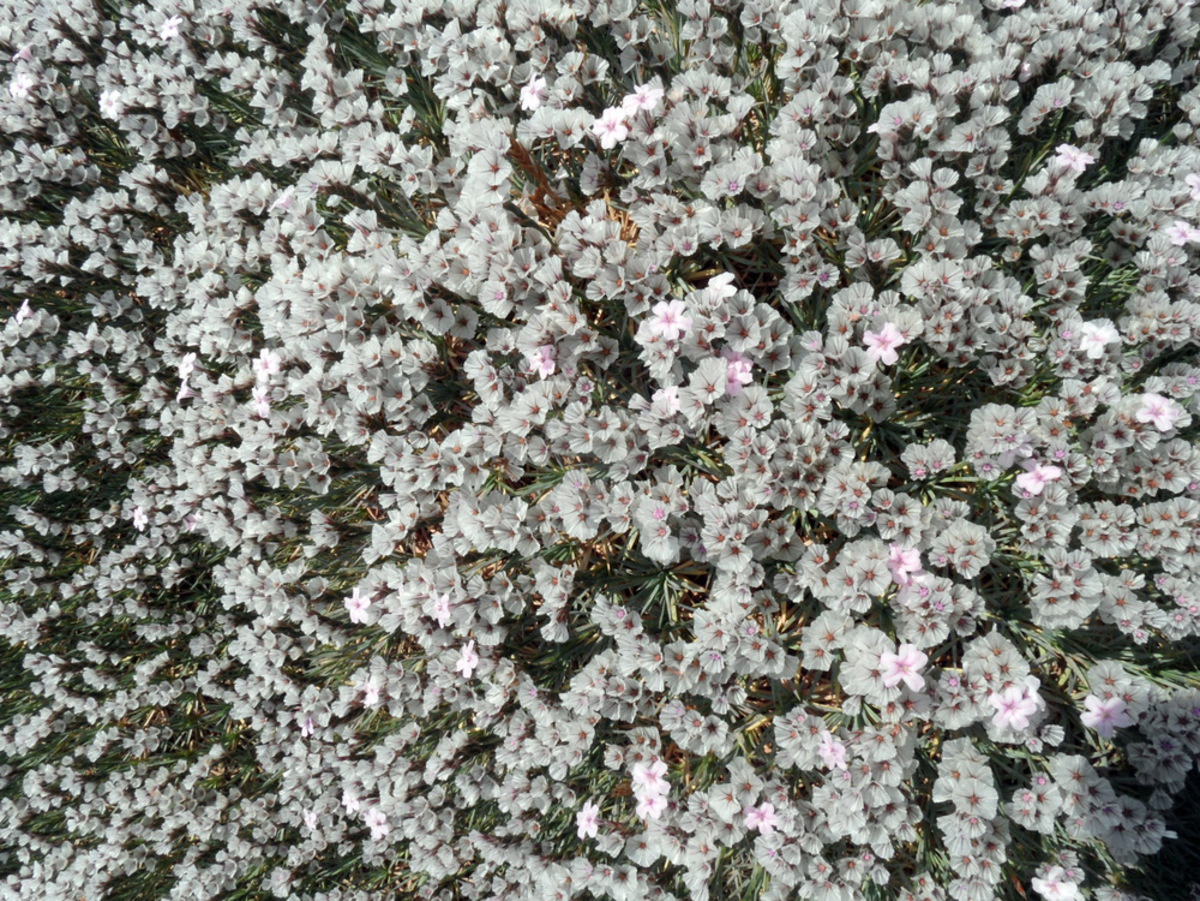 Image of Acantholimon schemachense specimen.