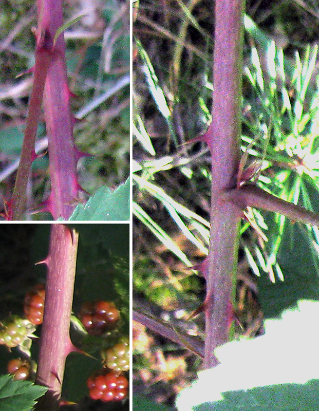 Image of Rubus orthostachys specimen.