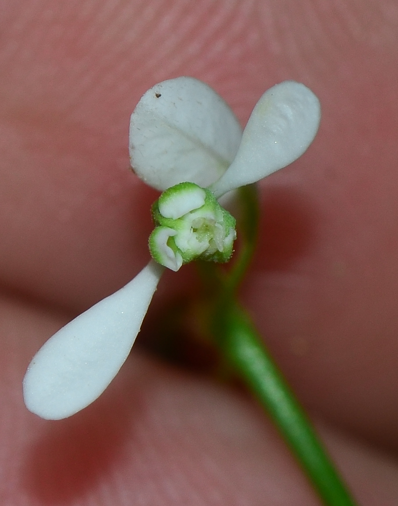 Image of Euphorbia graminea specimen.