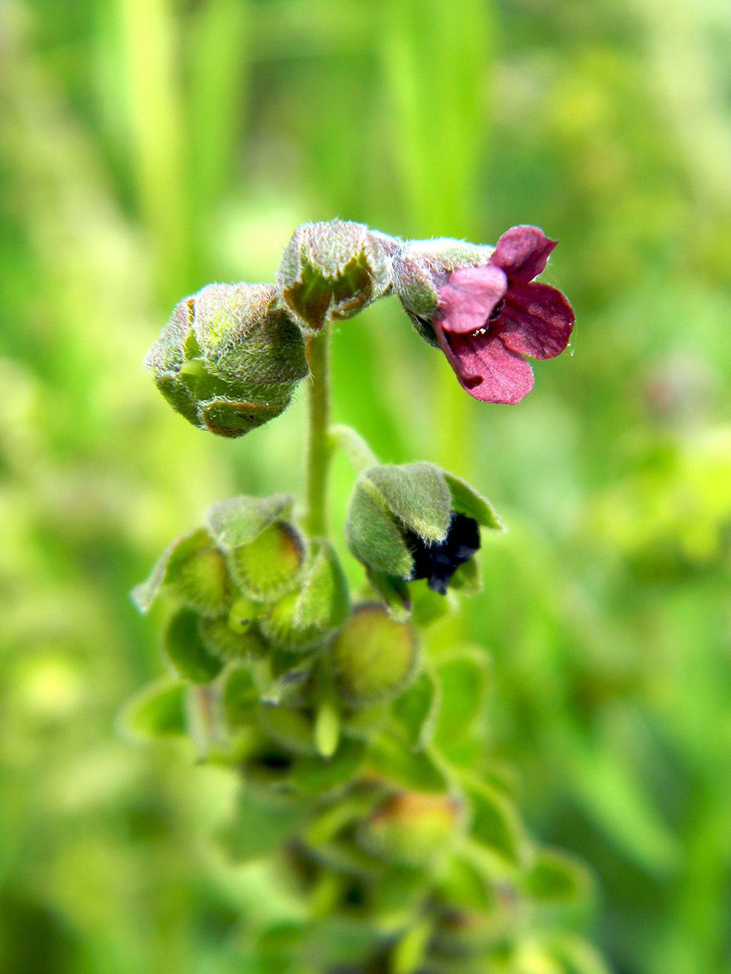 Изображение особи Cynoglossum officinale.