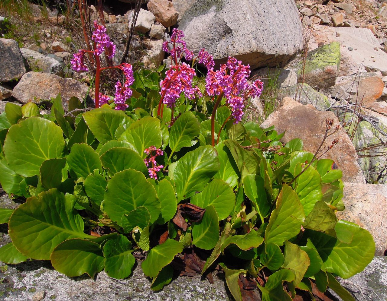 Image of Bergenia crassifolia var. sajanensis specimen.