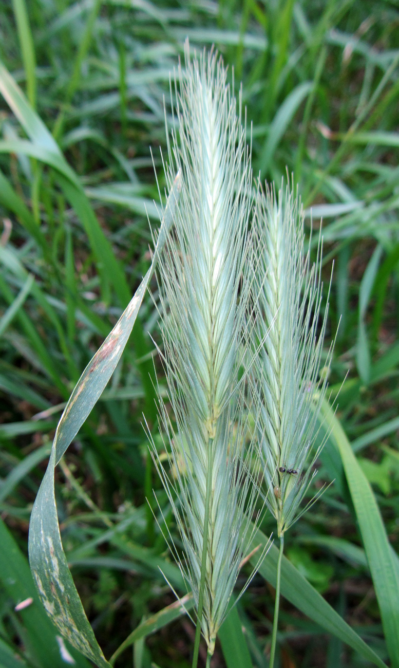 Image of Hordeum murinum specimen.