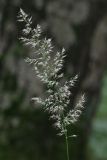 Calamagrostis arundinacea. Соцветие. Санкт-Петербург, Пушкинский р-н, Павловский парк, под деревьями. 14.07.2016.