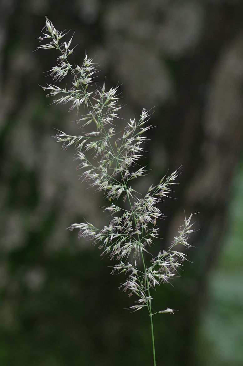 Image of Calamagrostis arundinacea specimen.