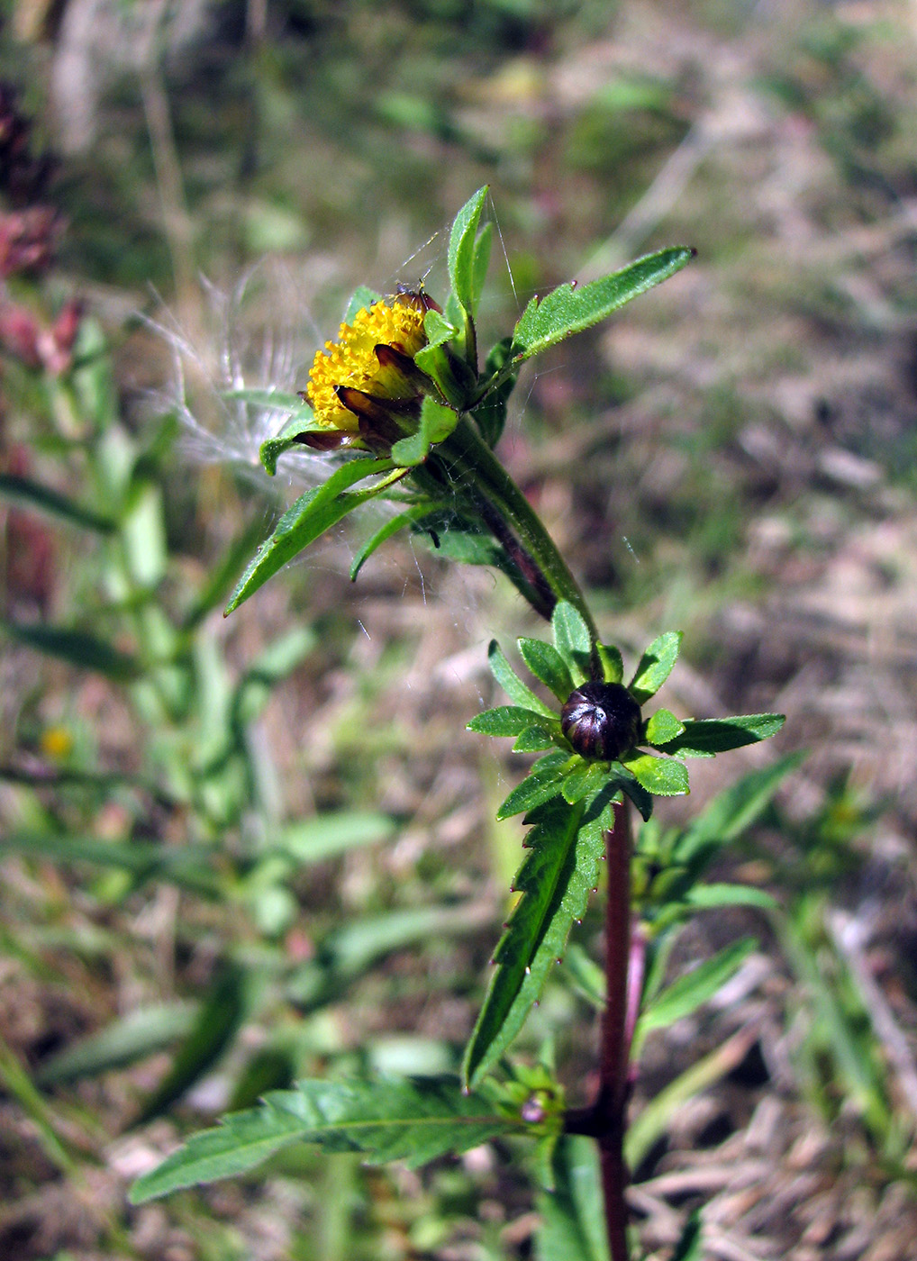 Image of Bidens tripartita specimen.