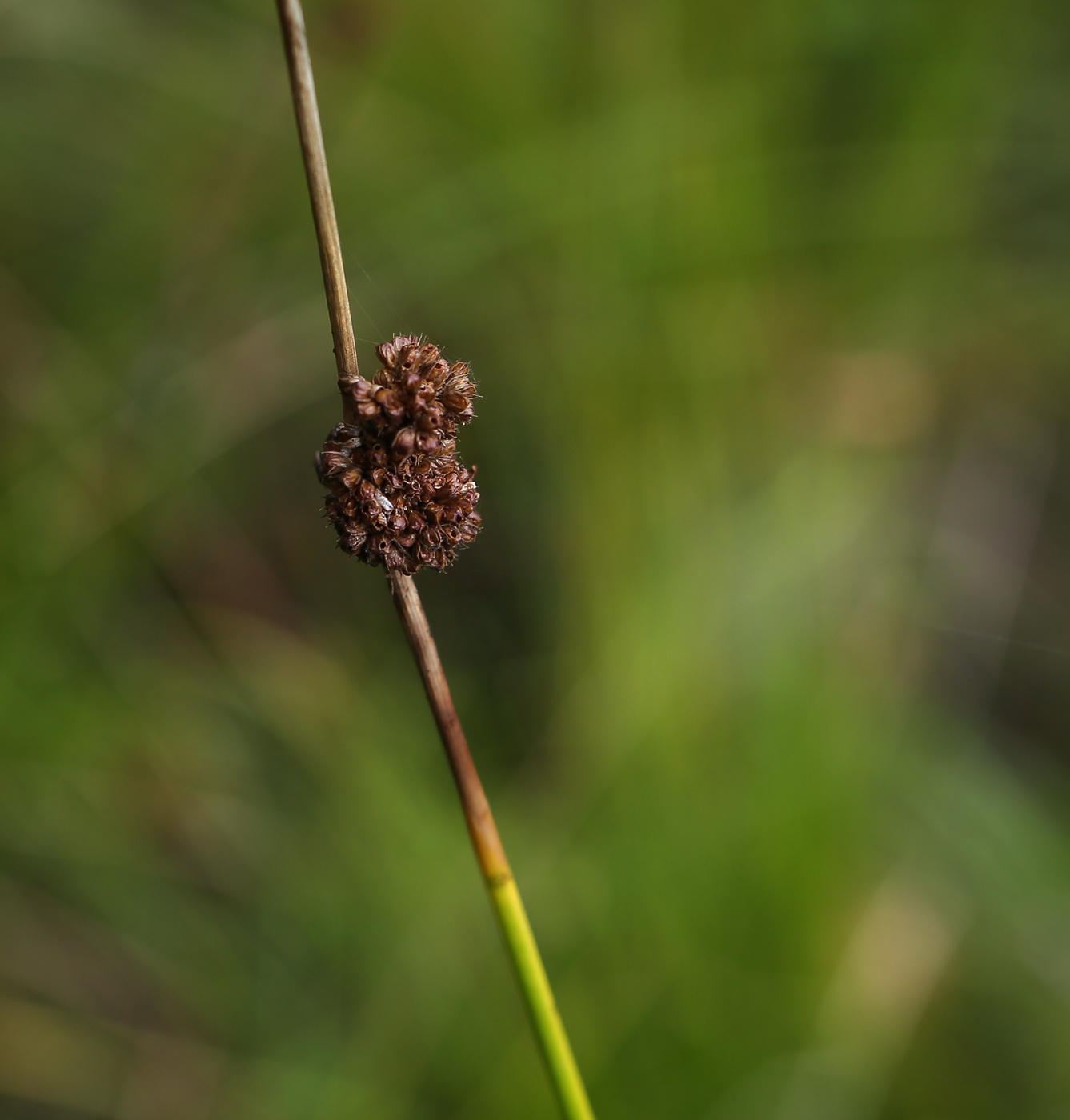 Изображение особи Juncus conglomeratus.