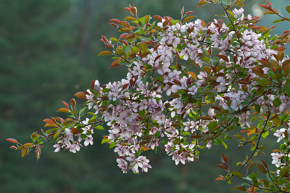 Image of Prunus sogdiana specimen.