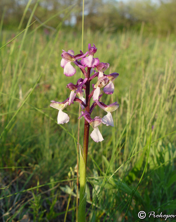 Image of Anacamptis morio ssp. caucasica specimen.