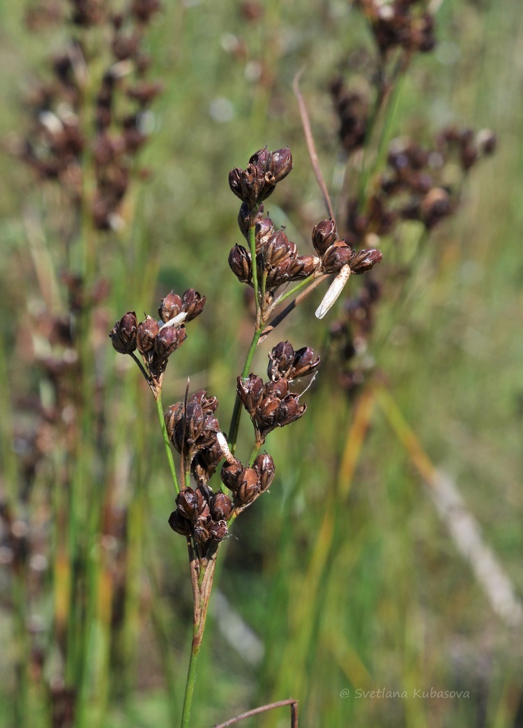 Image of Juncus compressus specimen.