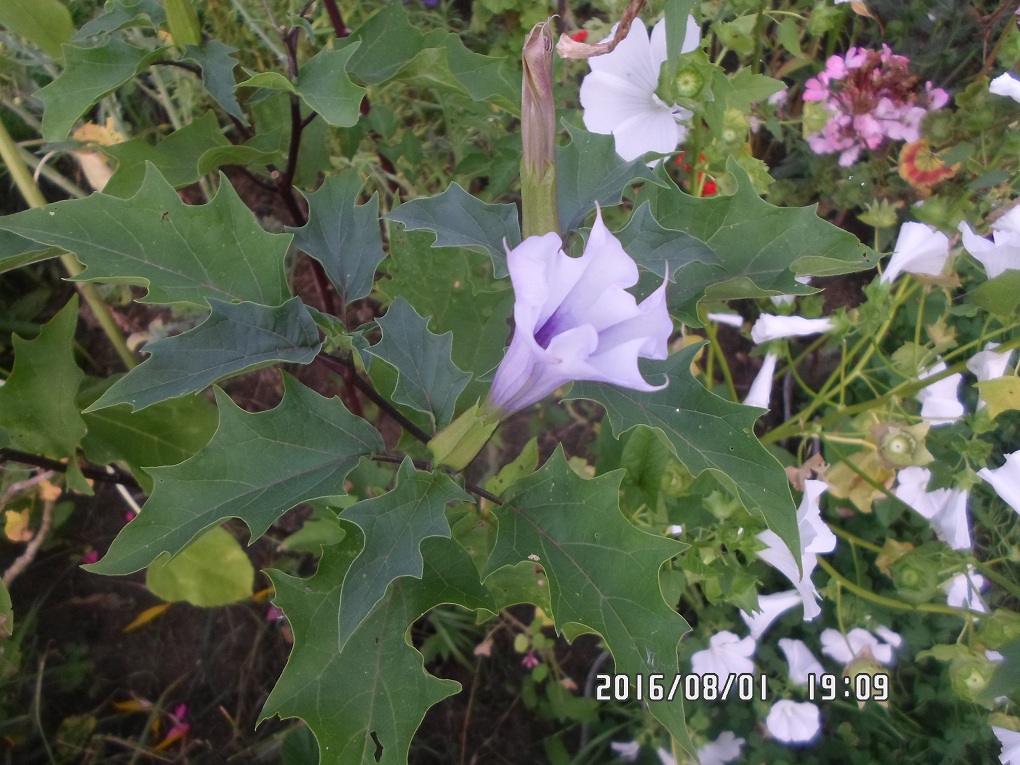 Изображение особи Datura stramonium var. tatula.