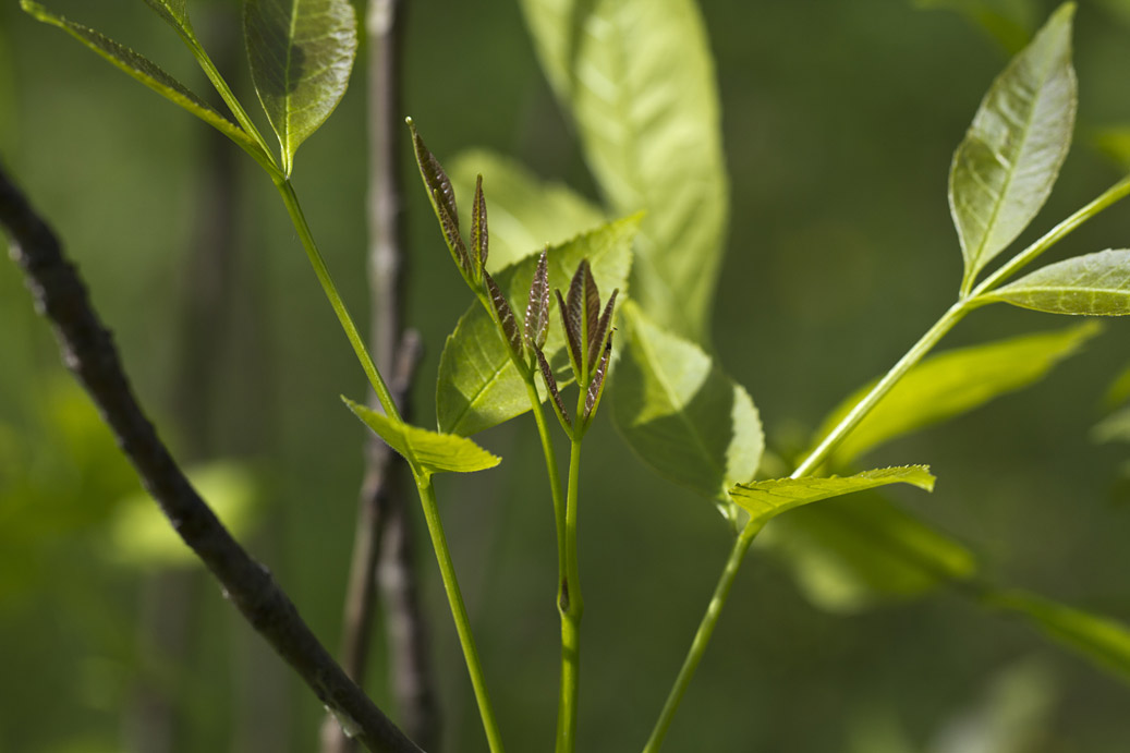 Image of Fraxinus excelsior specimen.