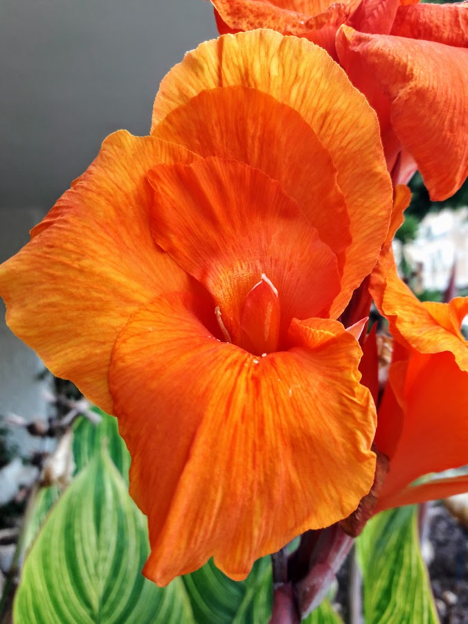 Image of Canna &times; generalis specimen.