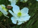 Ranunculus platanifolius. Цветок. Украина, Закарпатская обл., Раховский р-н, хребет Черногора, каменистый склон в субальпийском поясе, 1800 м н.у.м. 16 июля 2007 г.