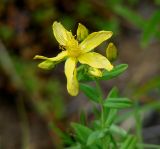 genus Hypericum. Верхушка побега с цветком и бутонами. Иркутская обл., Шелеховский р-н, окр. с. Шаманка, опушка смешанного леса. 05.07.2016.