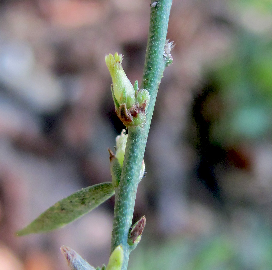 Image of Thymelaea passerina specimen.