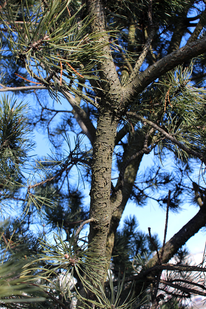 Изображение особи Pinus sylvestris.