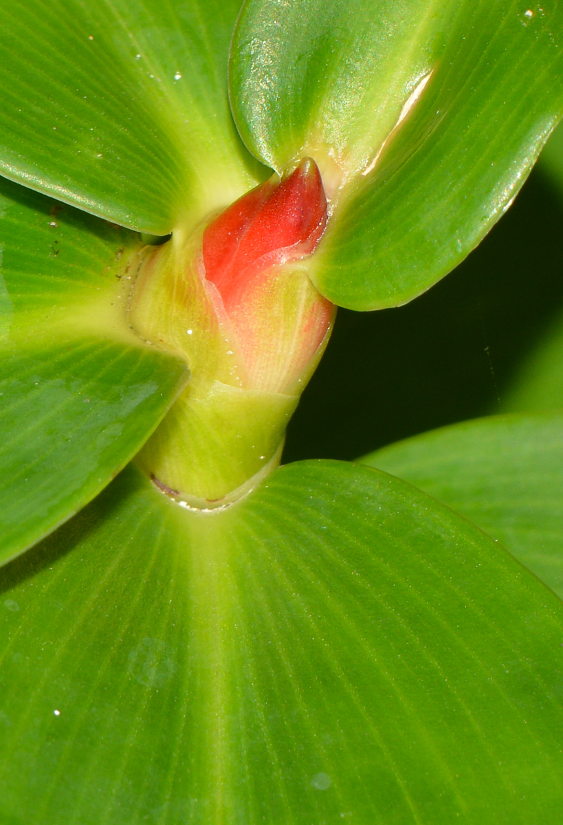 Изображение особи Costus woodsonii.