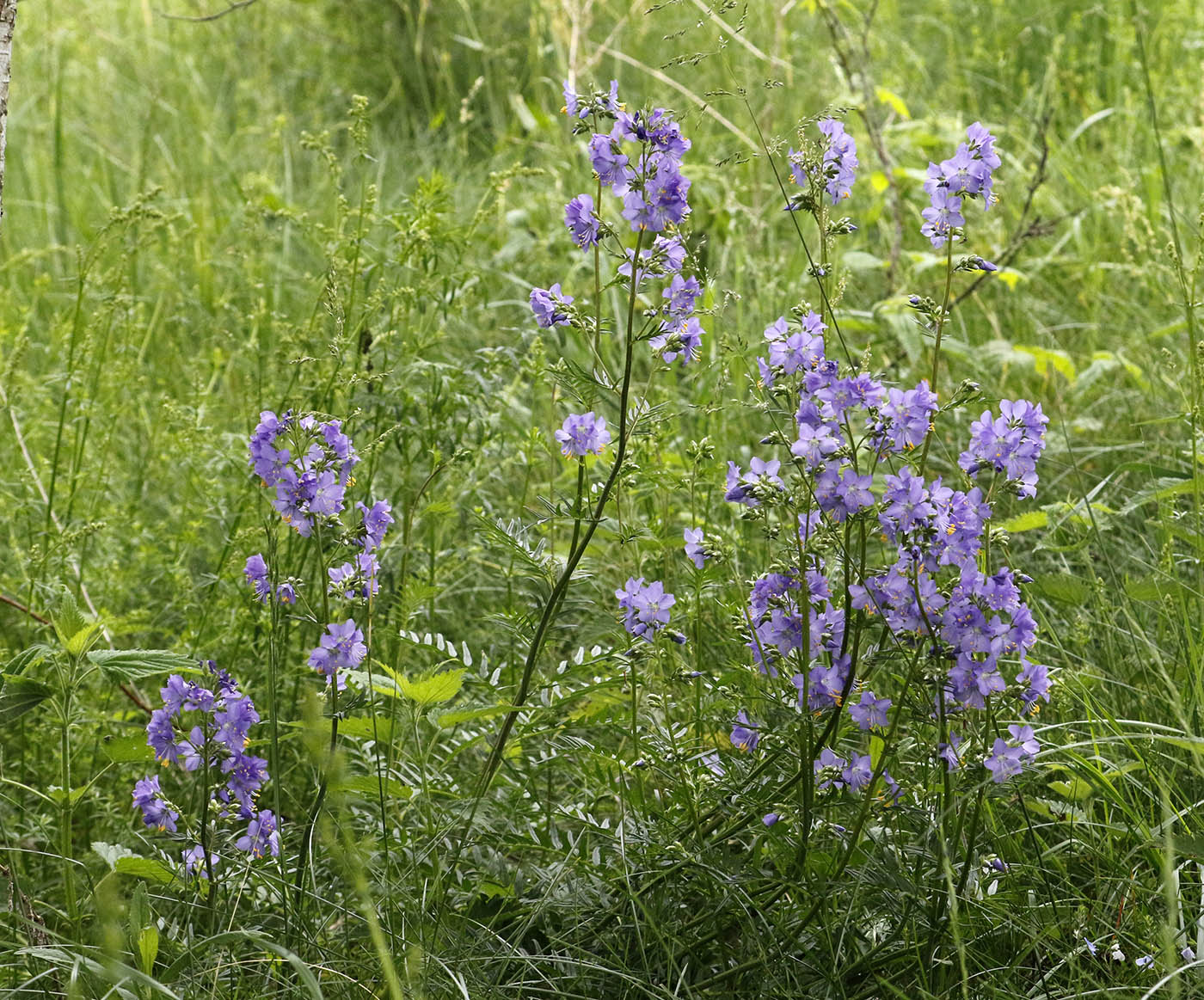 Image of Polemonium caeruleum specimen.