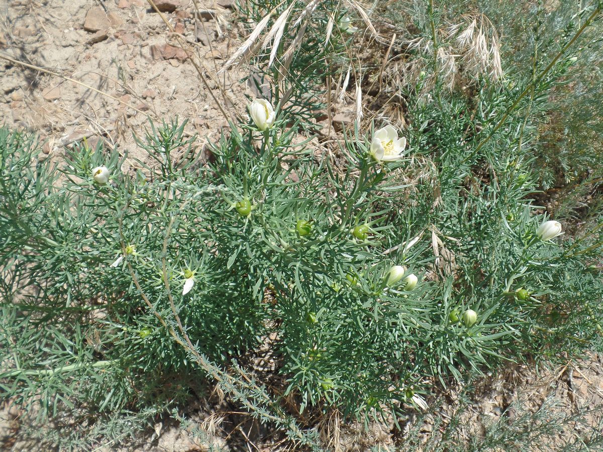 Image of Peganum harmala specimen.