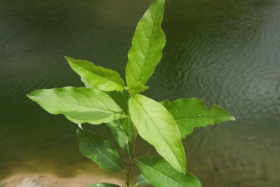 Image of Populus laurifolia specimen.