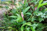 Alpinia purpurata