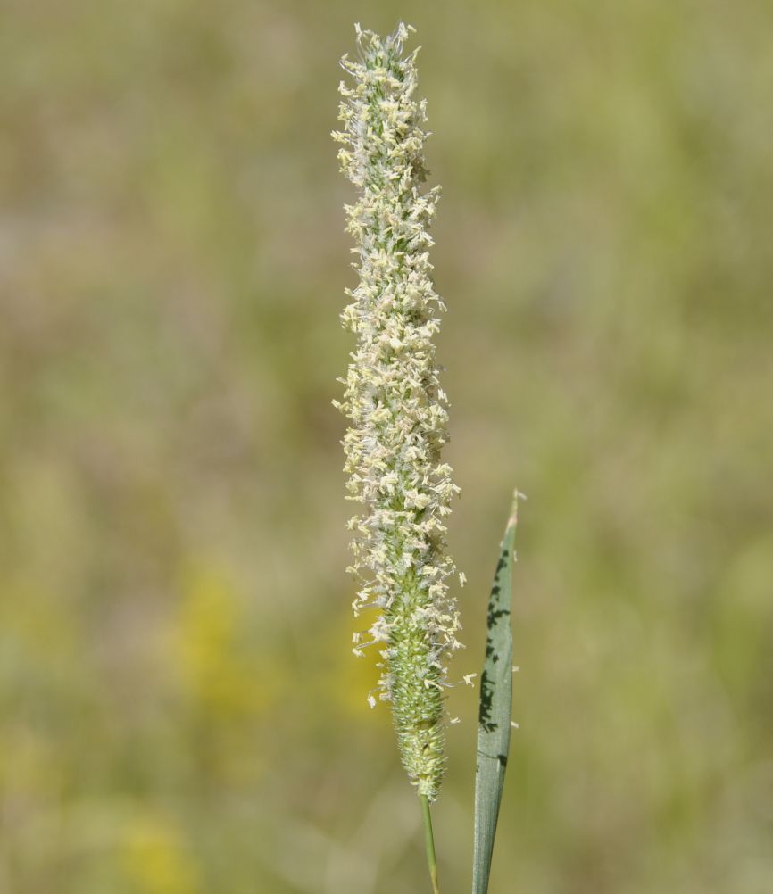 Изображение особи Phleum nodosum.