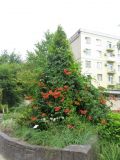 Campsis radicans. Цветущее растение. Волгоград, Ботсад ВГСПУ. 25.07.2016.