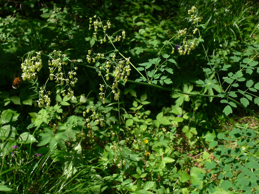 Image of Thalictrum minus specimen.