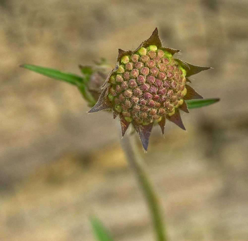 Изображение особи Knautia arvensis.