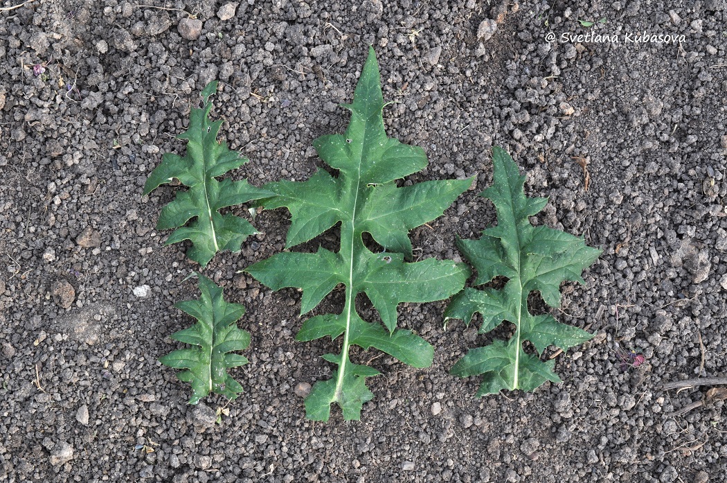 Изображение особи Echinops bannaticus.