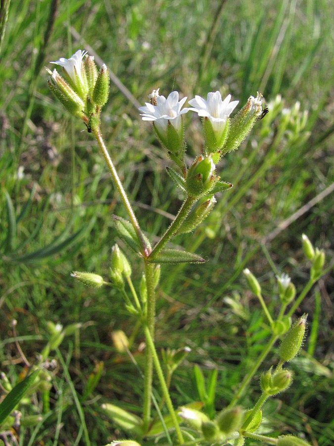 Image of Dichodon viscidum specimen.