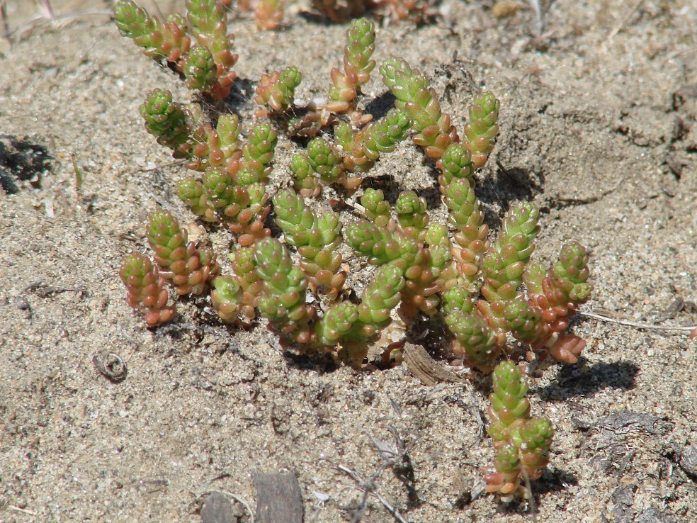 Изображение особи Sedum acre.