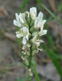 Oxytropis candicans. Соцветие. Иркутская обл., Шелеховский р-н, окр. с. Введенщина, высокий берег р. Иркут, лес. 11.06.2017.