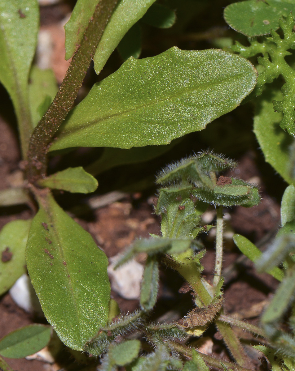 Image of Malcolmia crenulata specimen.