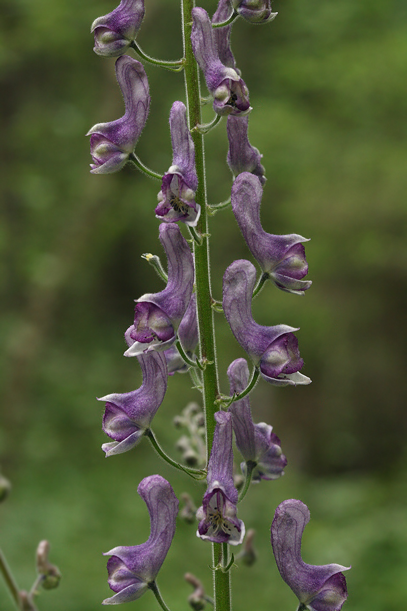 Изображение особи Aconitum septentrionale.